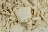 Fossil Crab (Potamon) Preserved in Travertine - Turkey #351137-1